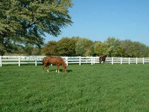 Horses Grazing Pasture Perfect in WI