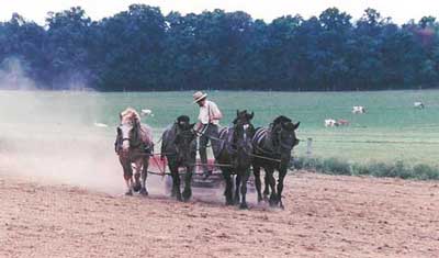 Amish Farmer and Horses