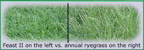 Feast II vs. other ARG